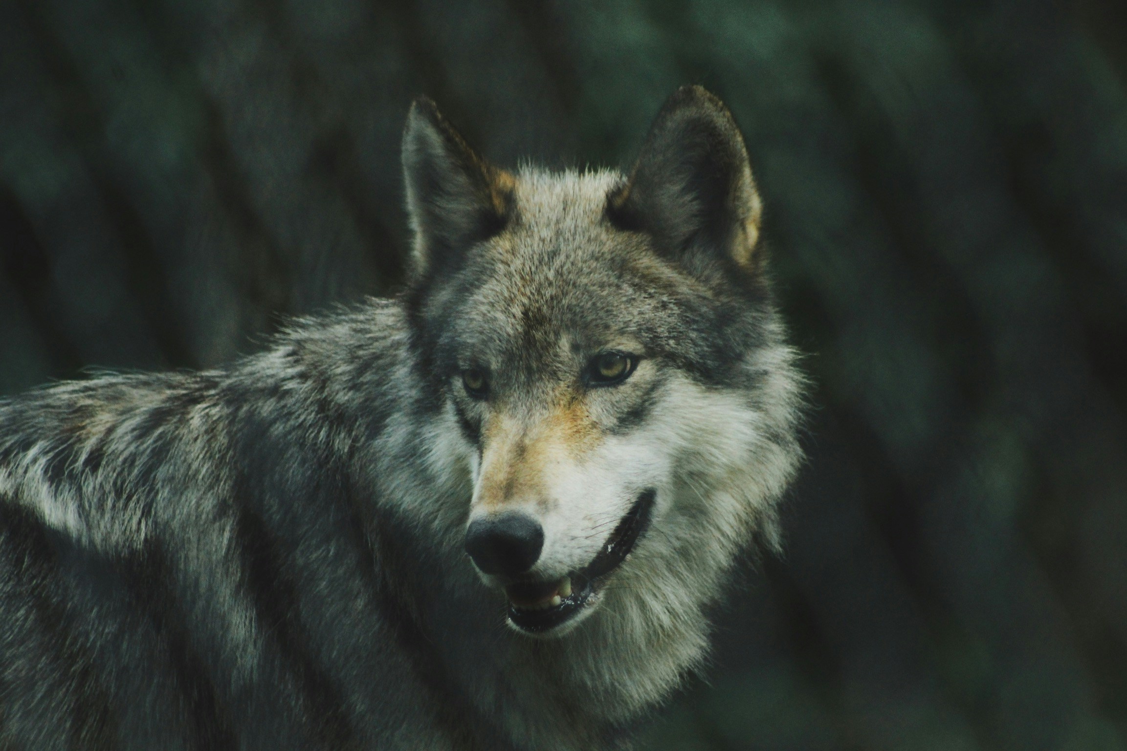 michael-larosa-kR1Aer8c_WI-unsplash