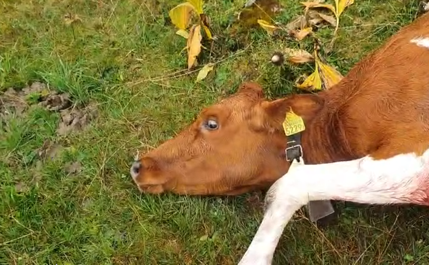 vache
